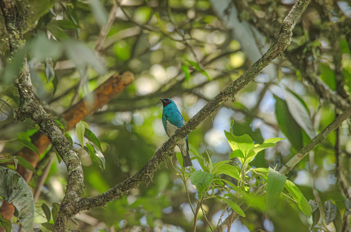 Swallow Tanager - ML643993106