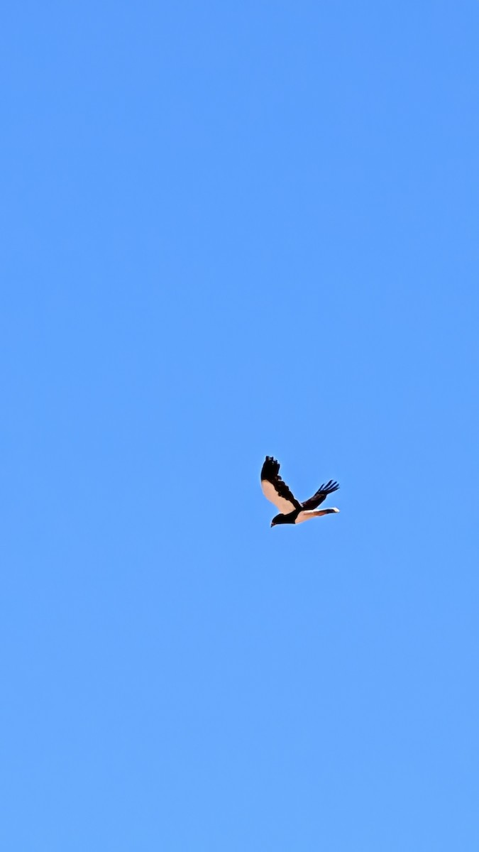 Mountain Caracara - ML643993113
