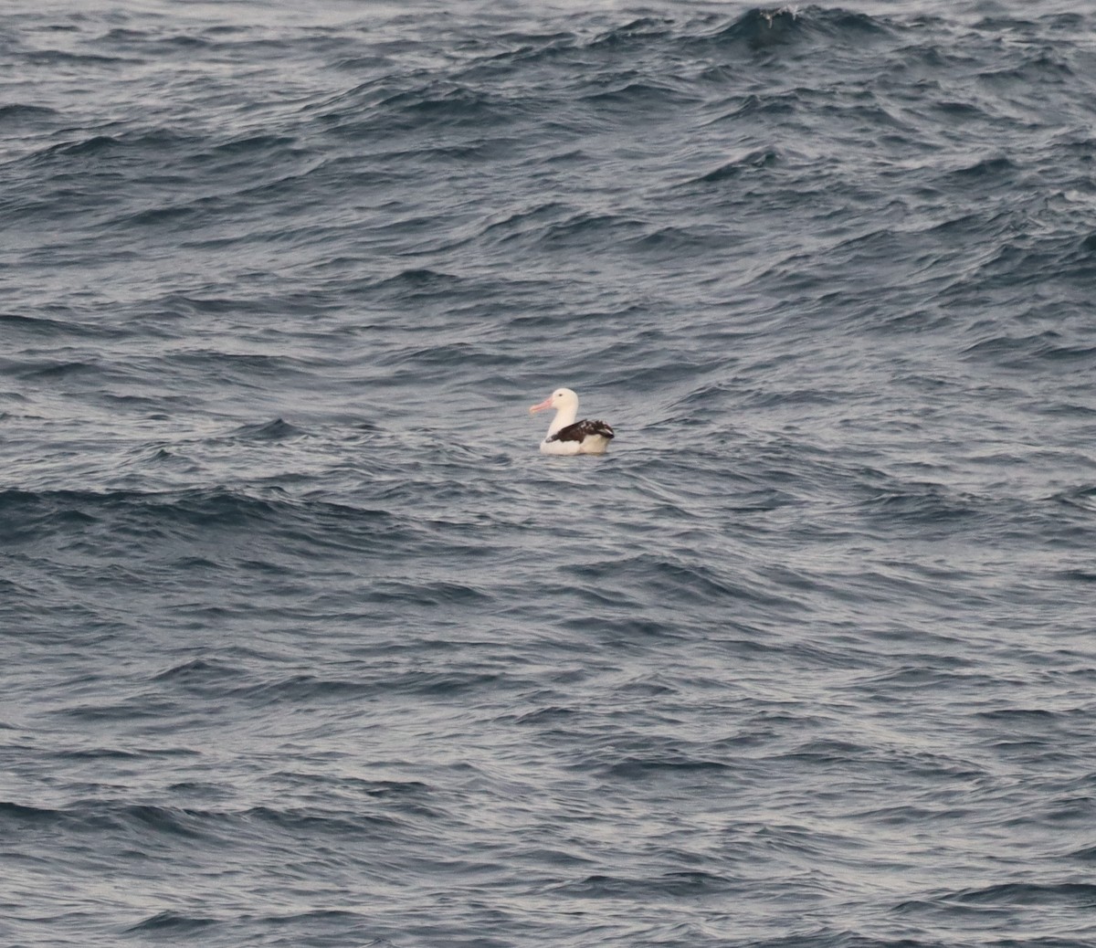 svartvingealbatross/kongealbatross - ML643993127