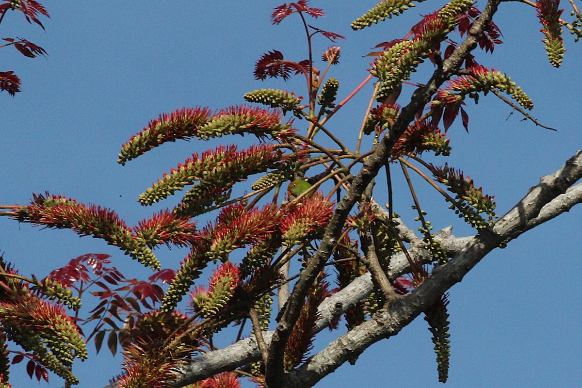 Sri Lanka Hanging-Parrot - ML643993168