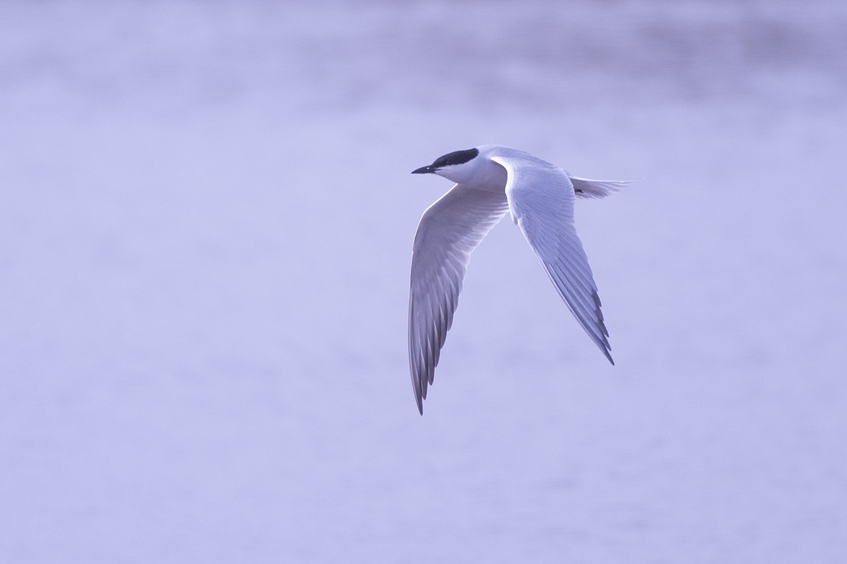 Gull-billed Tern - ML643993171