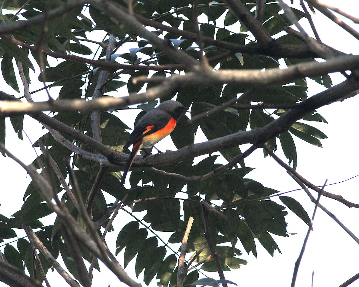 Small Minivet - ML643993182