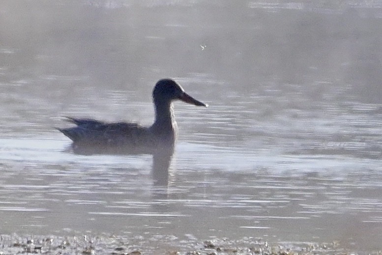 Canard souchet - ML643993221