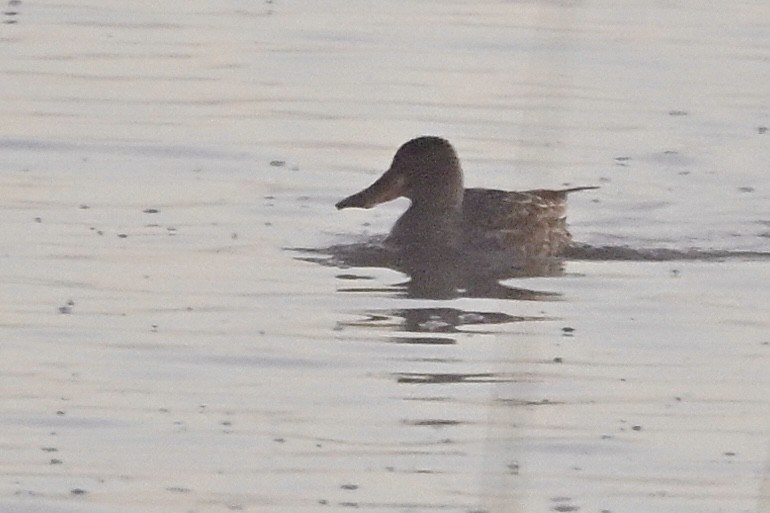 Canard souchet - ML643993223