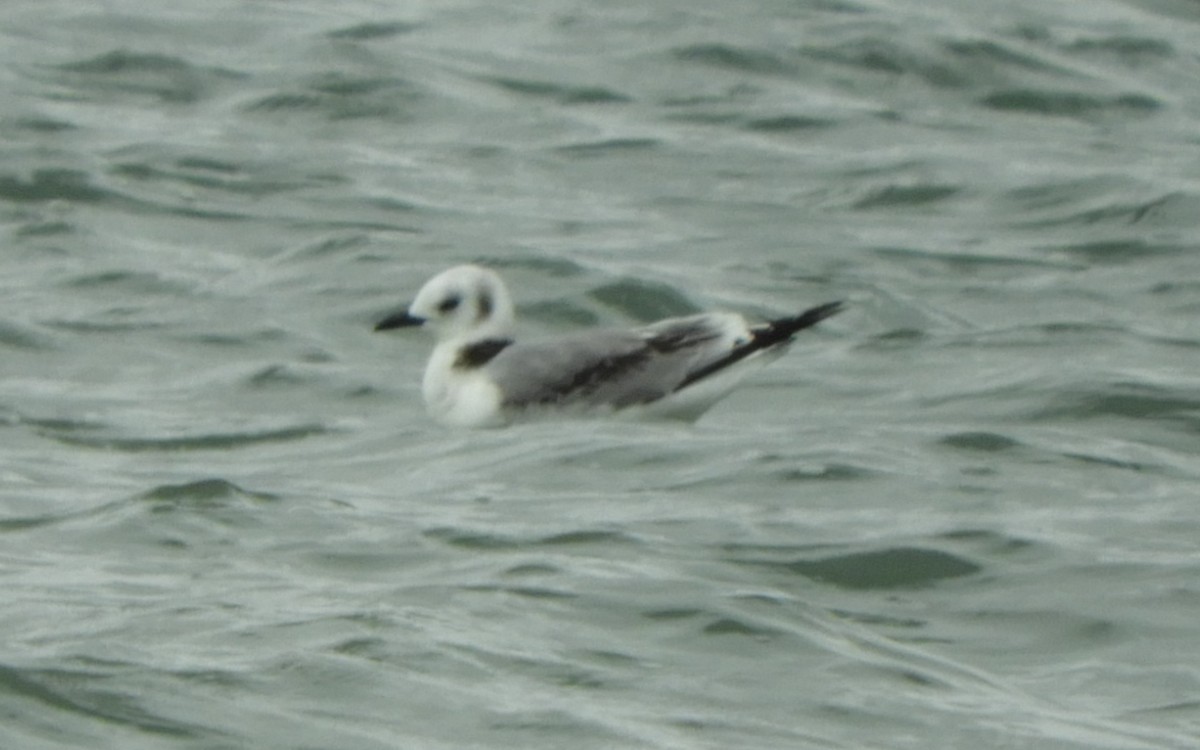 Gabbiano tridattilo - ML643993259