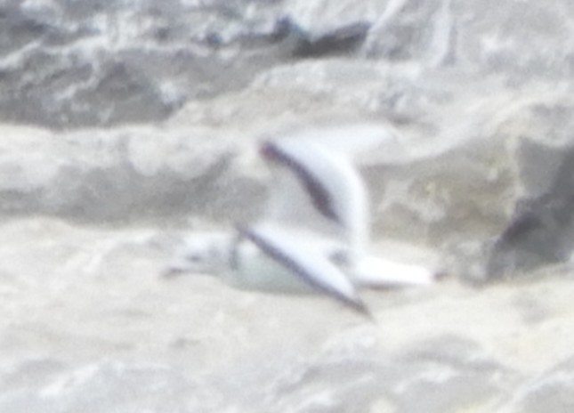 Gabbiano tridattilo - ML643993260