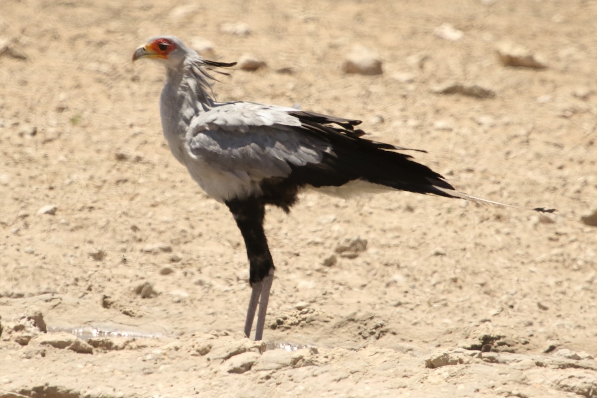 Secretarybird - ML643993262