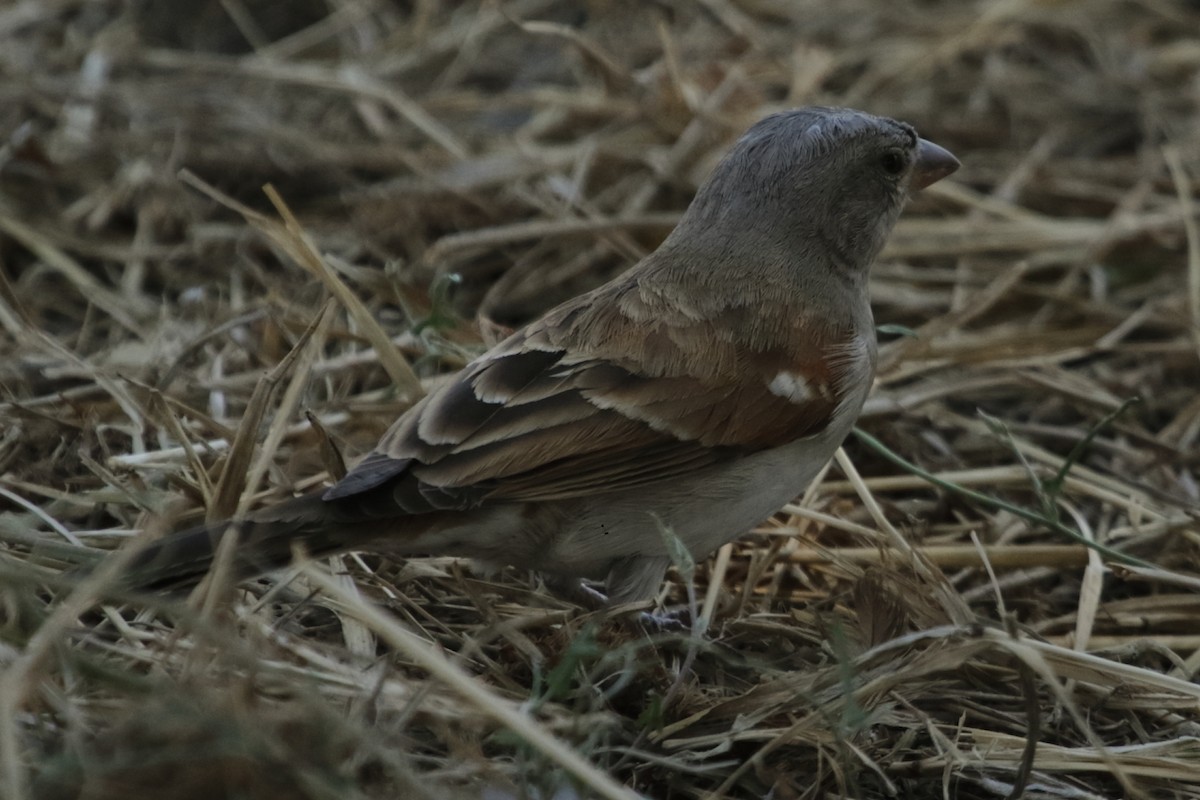 Southern Gray-headed Sparrow - ML643993285