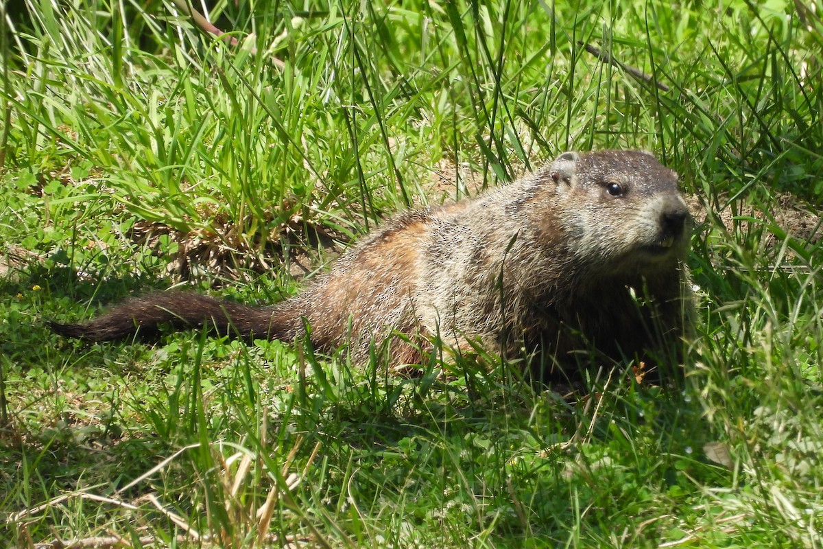 美洲旱獺 - ML643993288