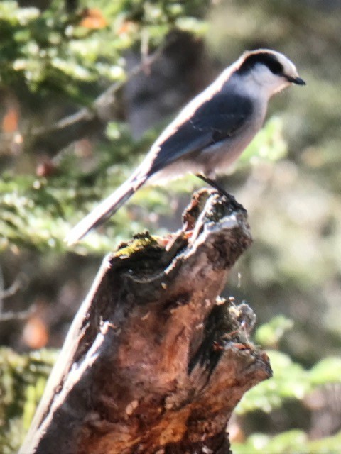 Canada Jay - ML643993296