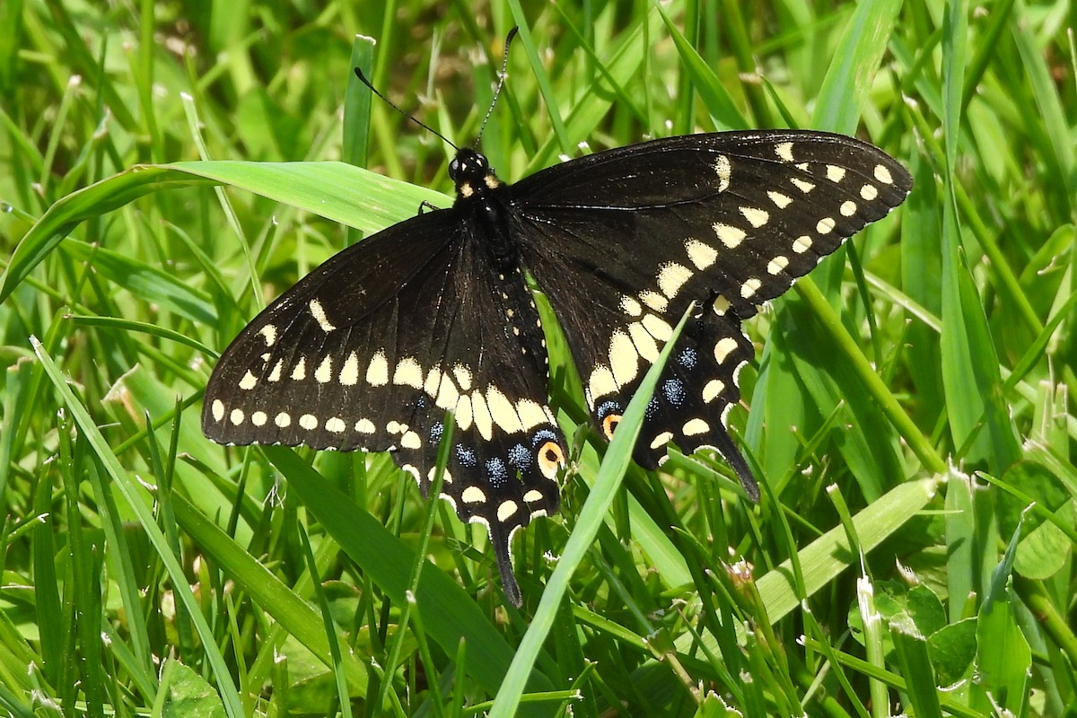 美洲虎紋鳳蝶 - ML643993308