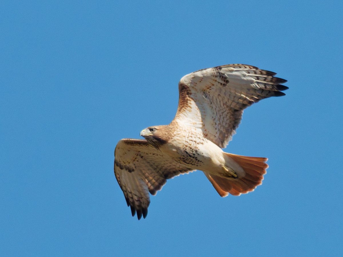 Red-tailed Hawk - ML643993323
