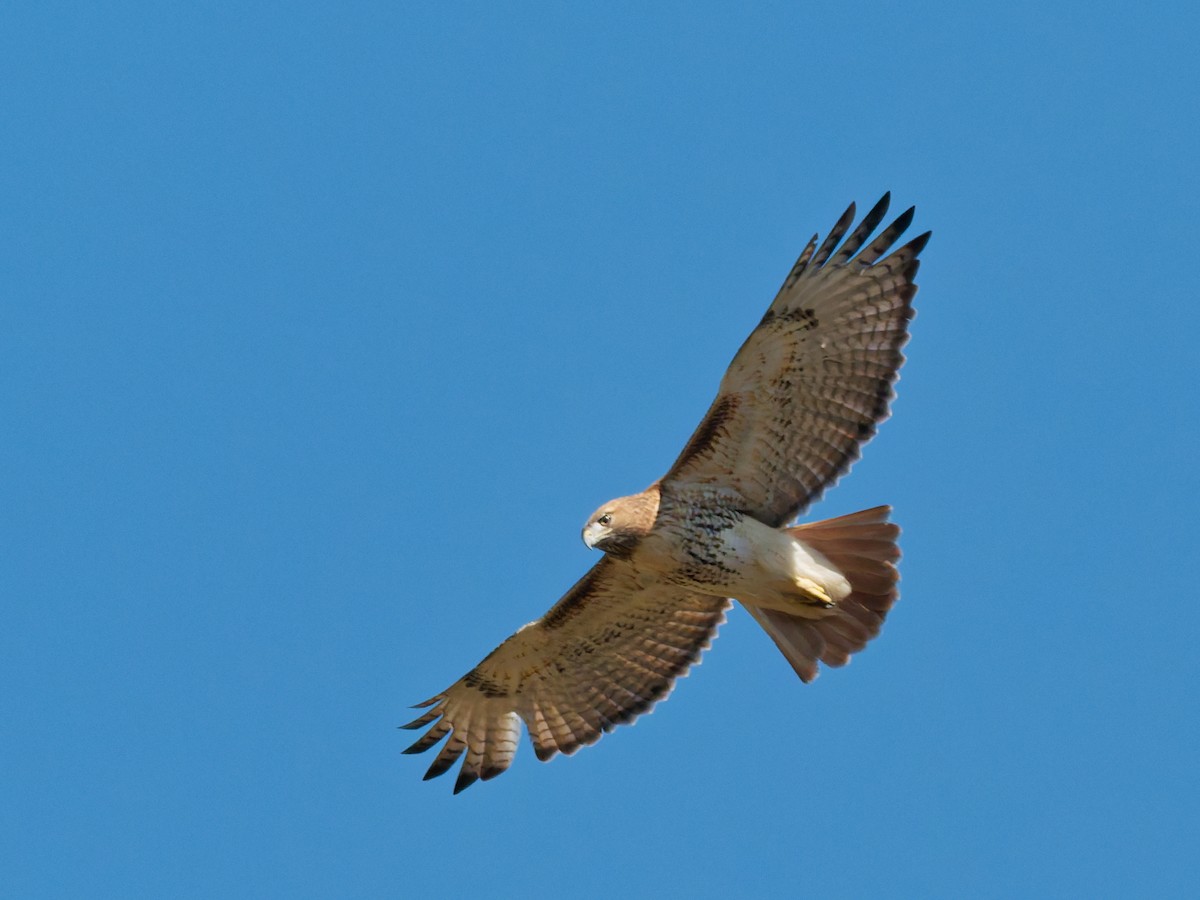 Red-tailed Hawk - ML643993340