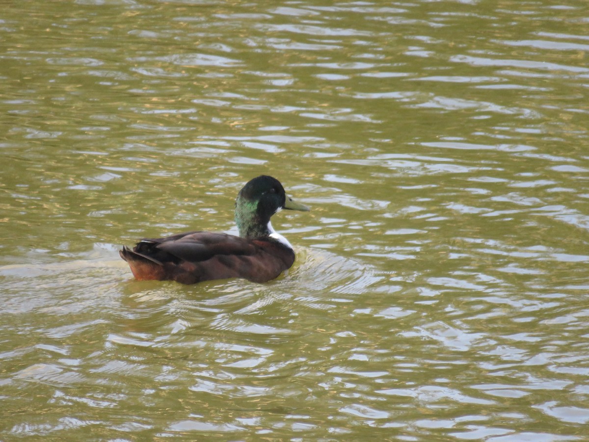 雑種 ノバリケン ｘ マガモ - ML643993342