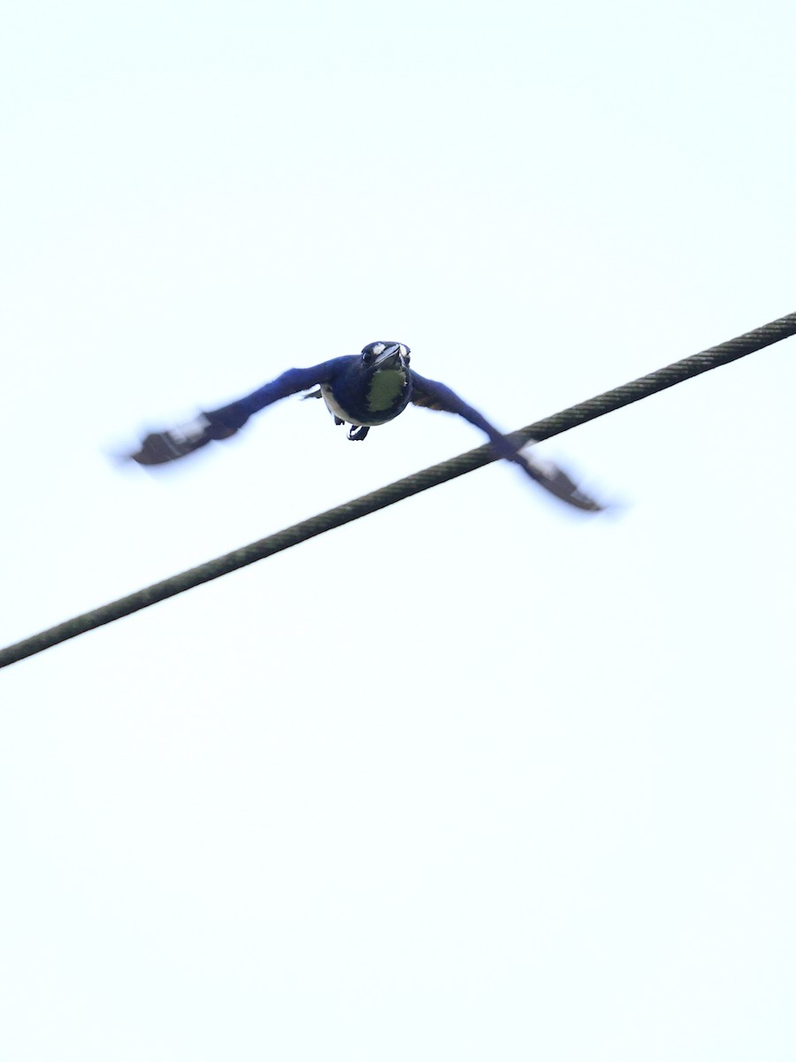 Blue-and-white Kingfisher - ML643993354