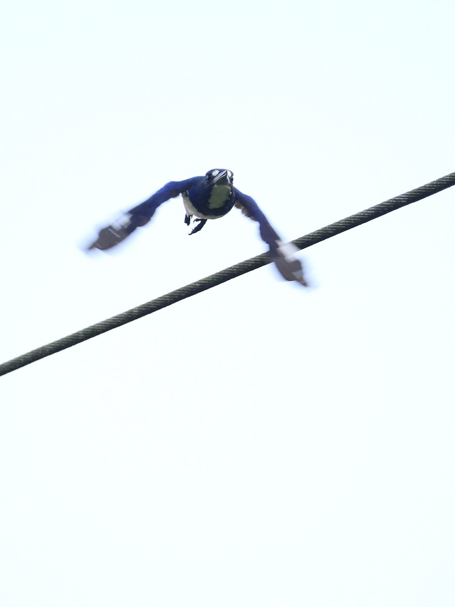 Blue-and-white Kingfisher - ML643993355