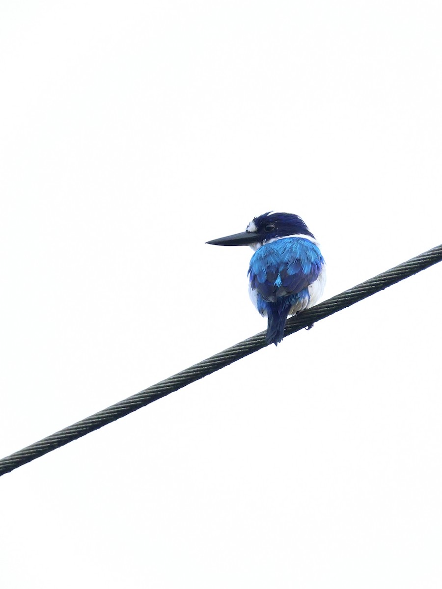 Blue-and-white Kingfisher - ML643993356
