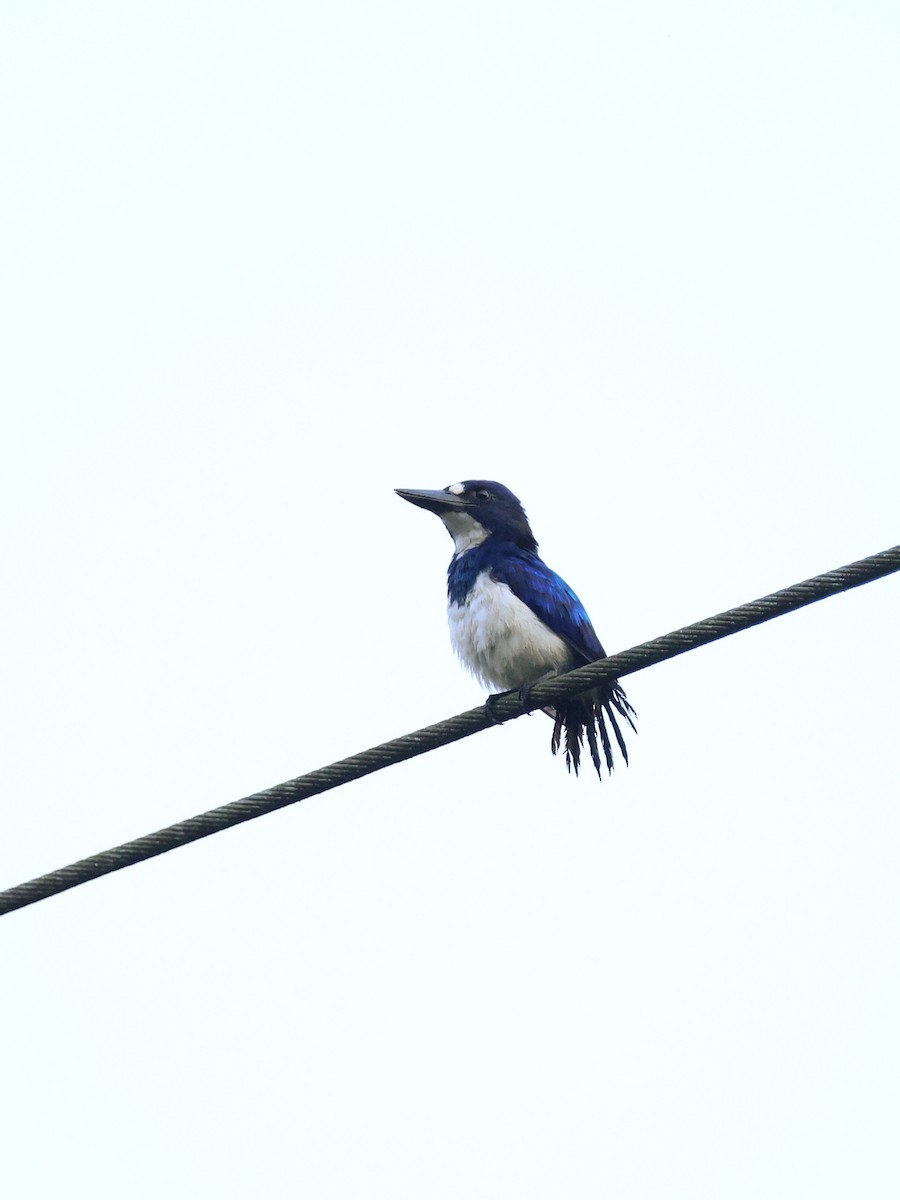 Blue-and-white Kingfisher - ML643993358