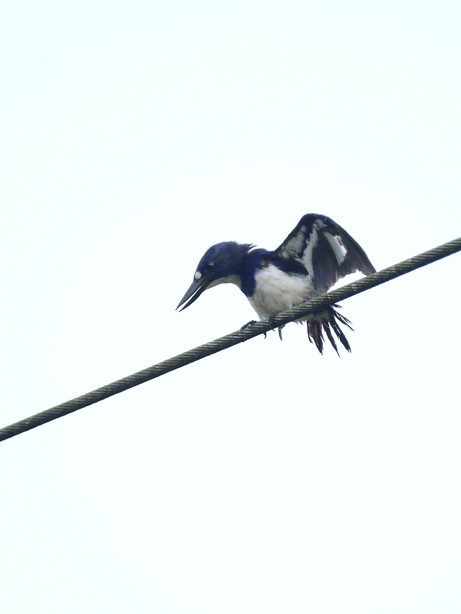 Blue-and-white Kingfisher - ML643993359
