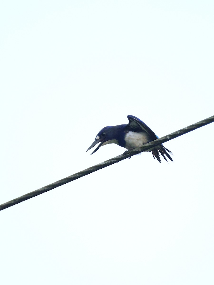 Blue-and-white Kingfisher - ML643993360
