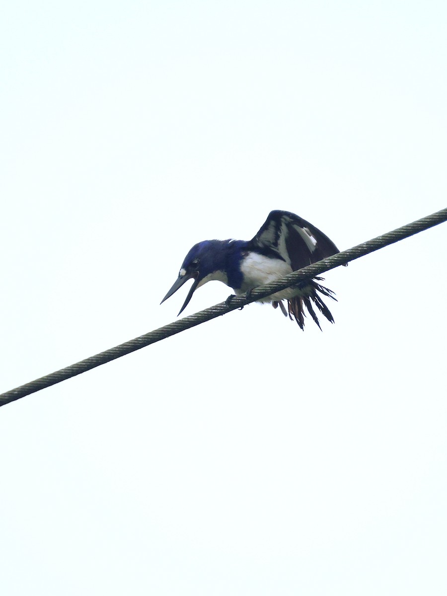 Blue-and-white Kingfisher - ML643993361