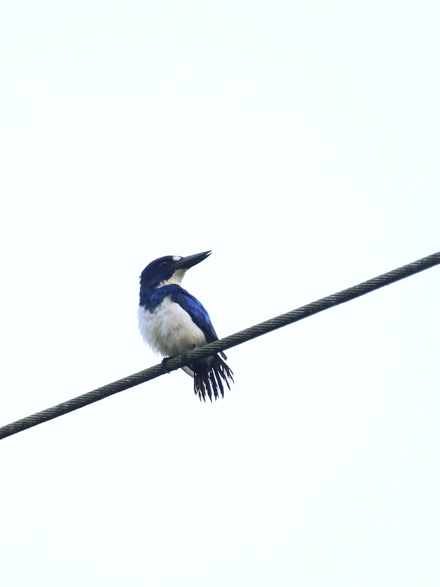 Blue-and-white Kingfisher - ML643993362