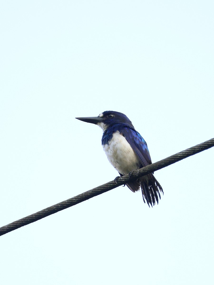 Blue-and-white Kingfisher - ML643993363