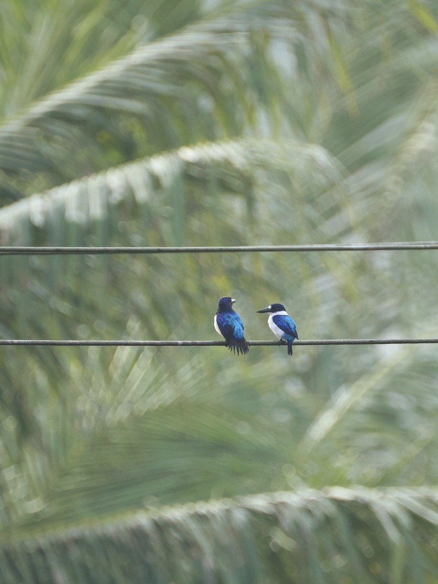 Blue-and-white Kingfisher - ML643993364