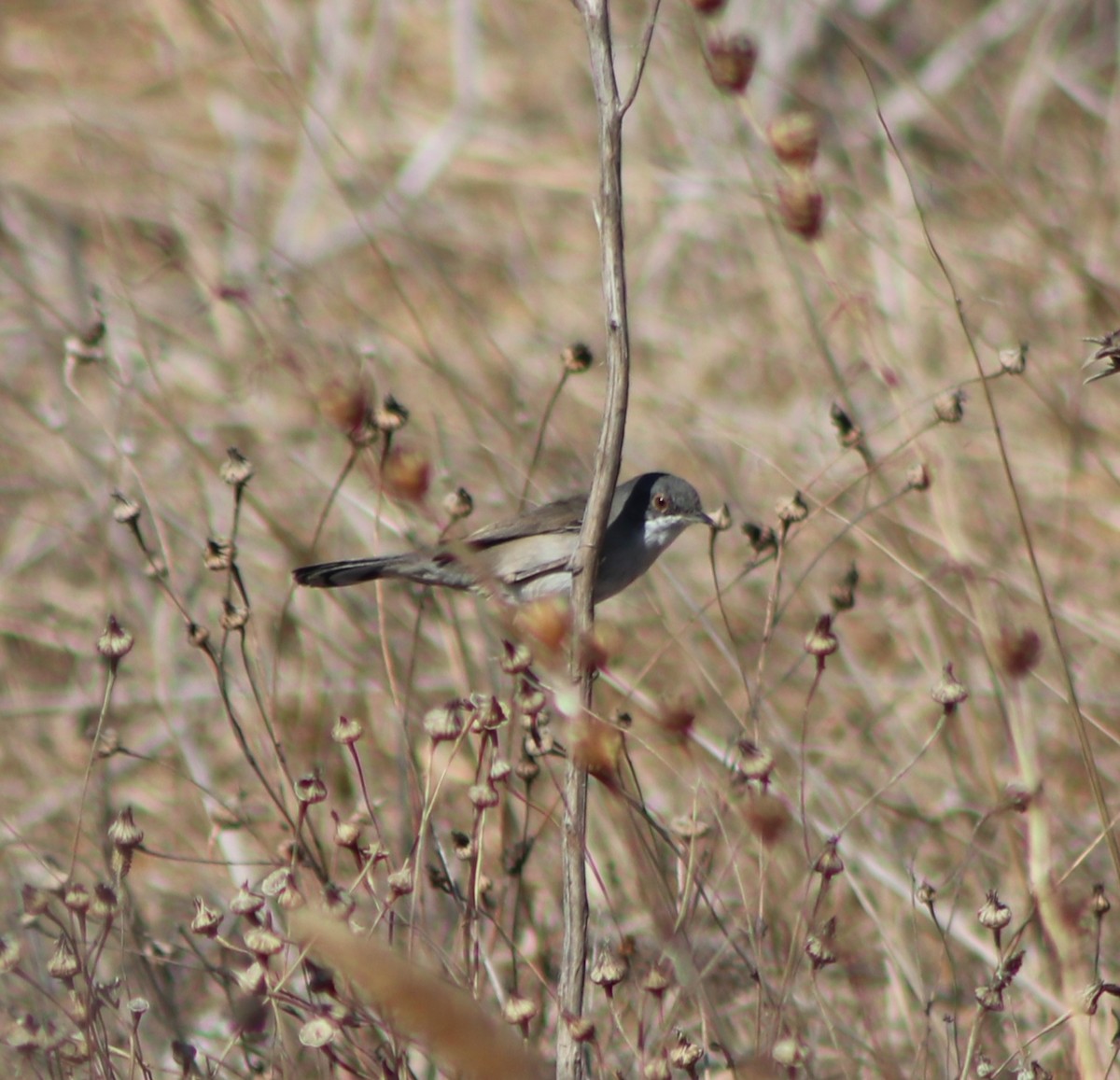 Sardinian Warbler - ML643993365
