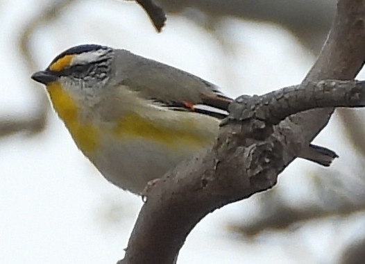 Striated Pardalote - ML643993390