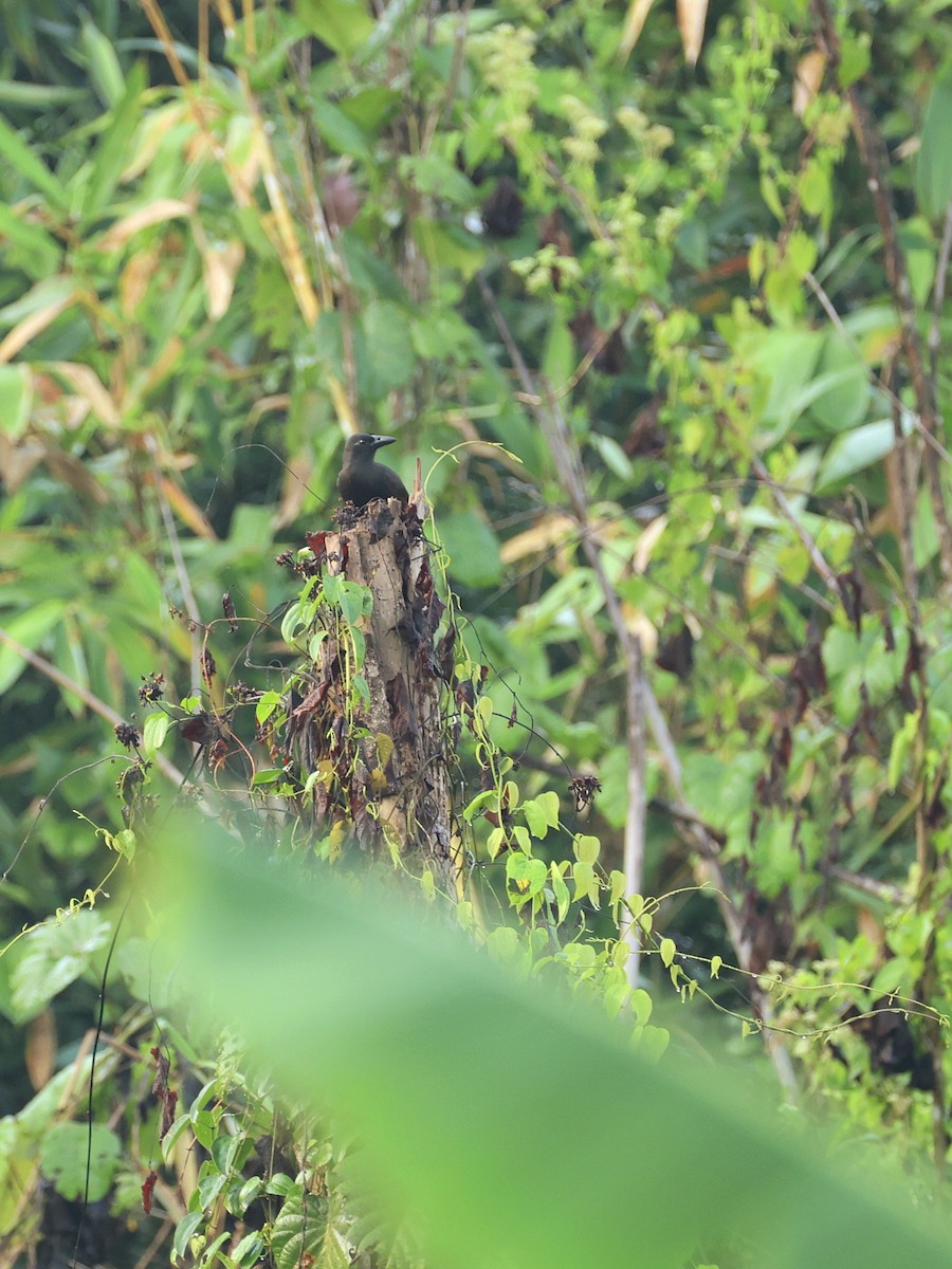 rajka vraní - ML643993415