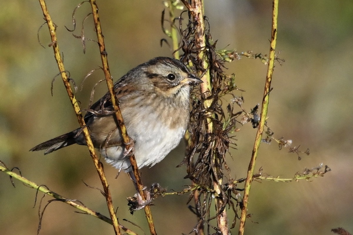 Swamp Sparrow - ML643993416