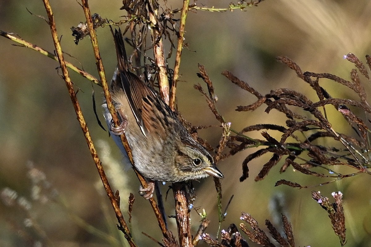 Swamp Sparrow - ML643993417