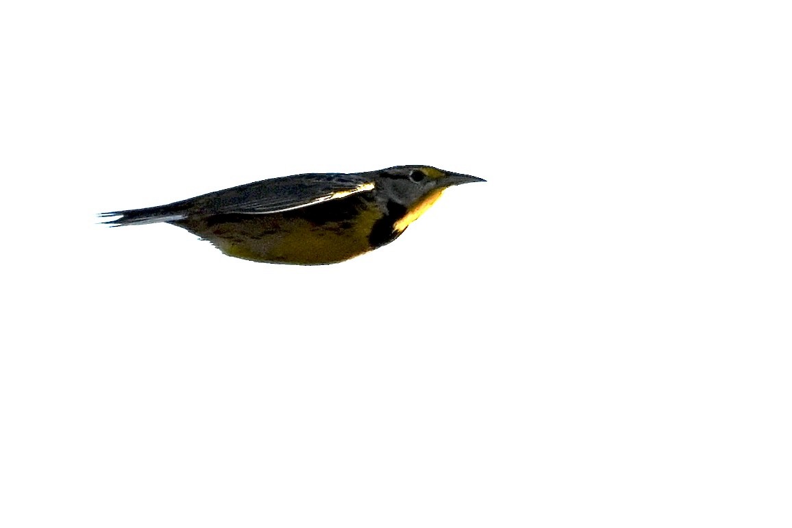 Eastern Meadowlark - ML643993423
