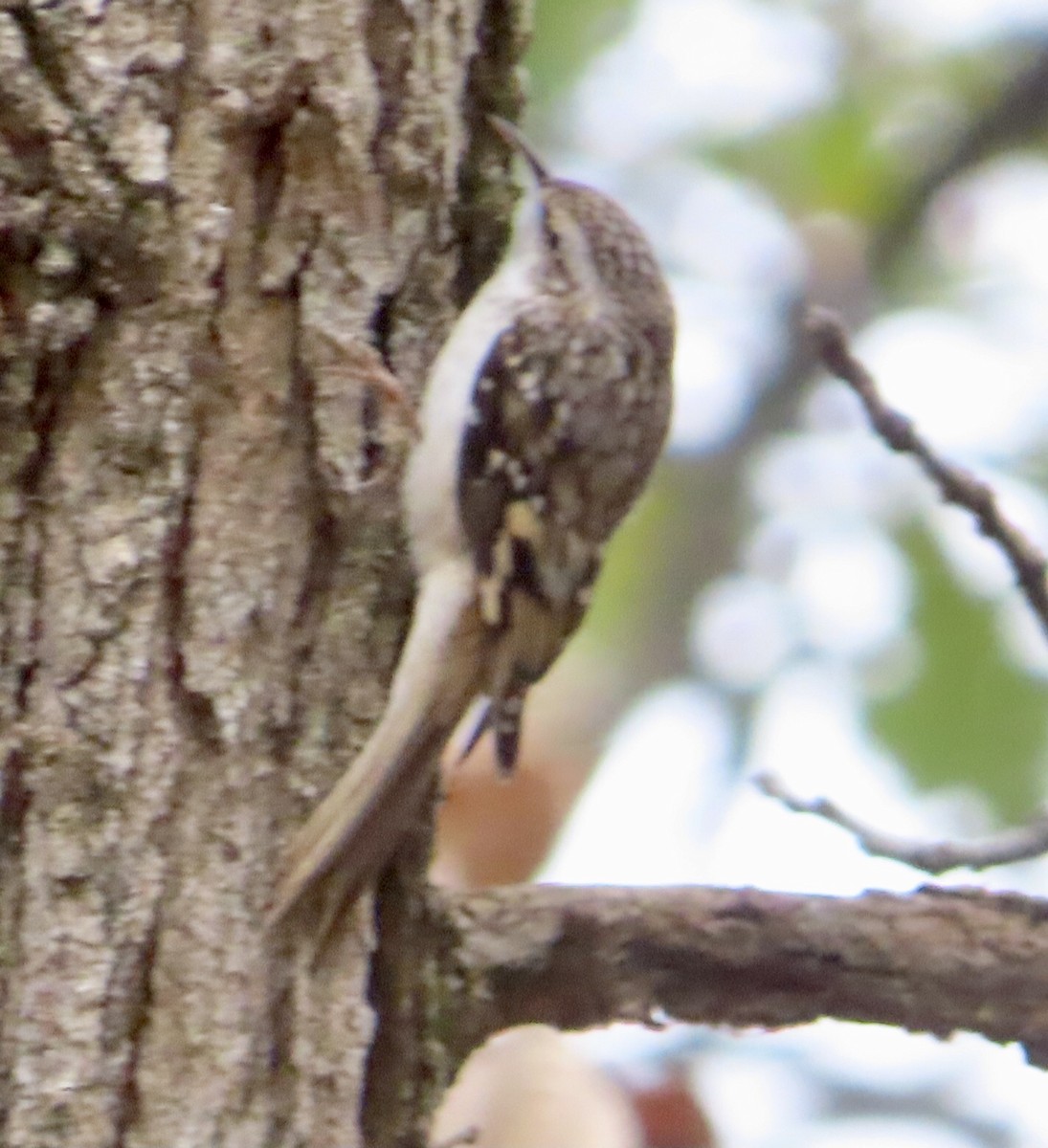 Brown Creeper - ML643993426