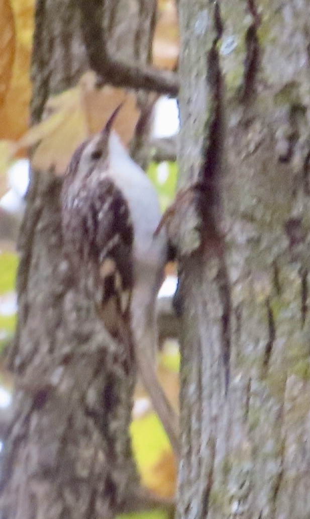 Brown Creeper - ML643993427