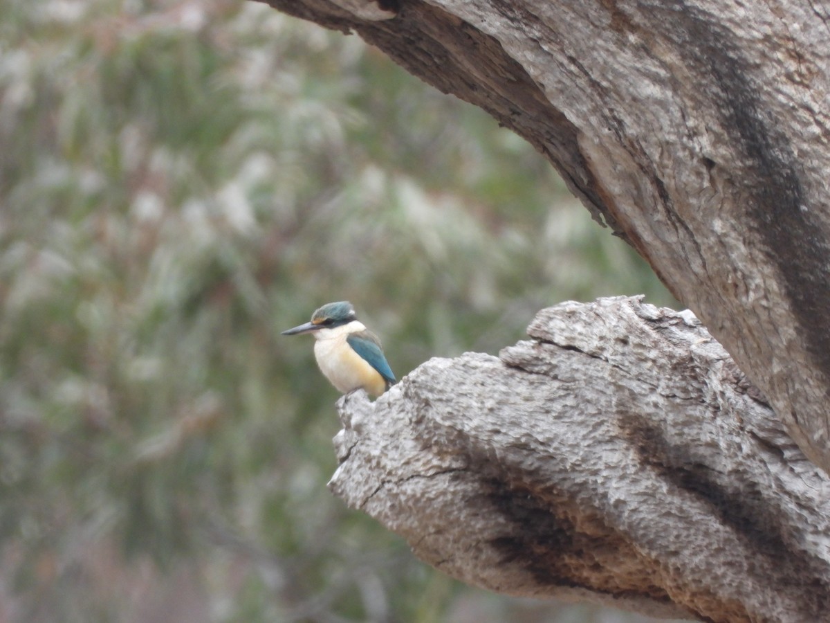 Sacred Kingfisher - ML643993453