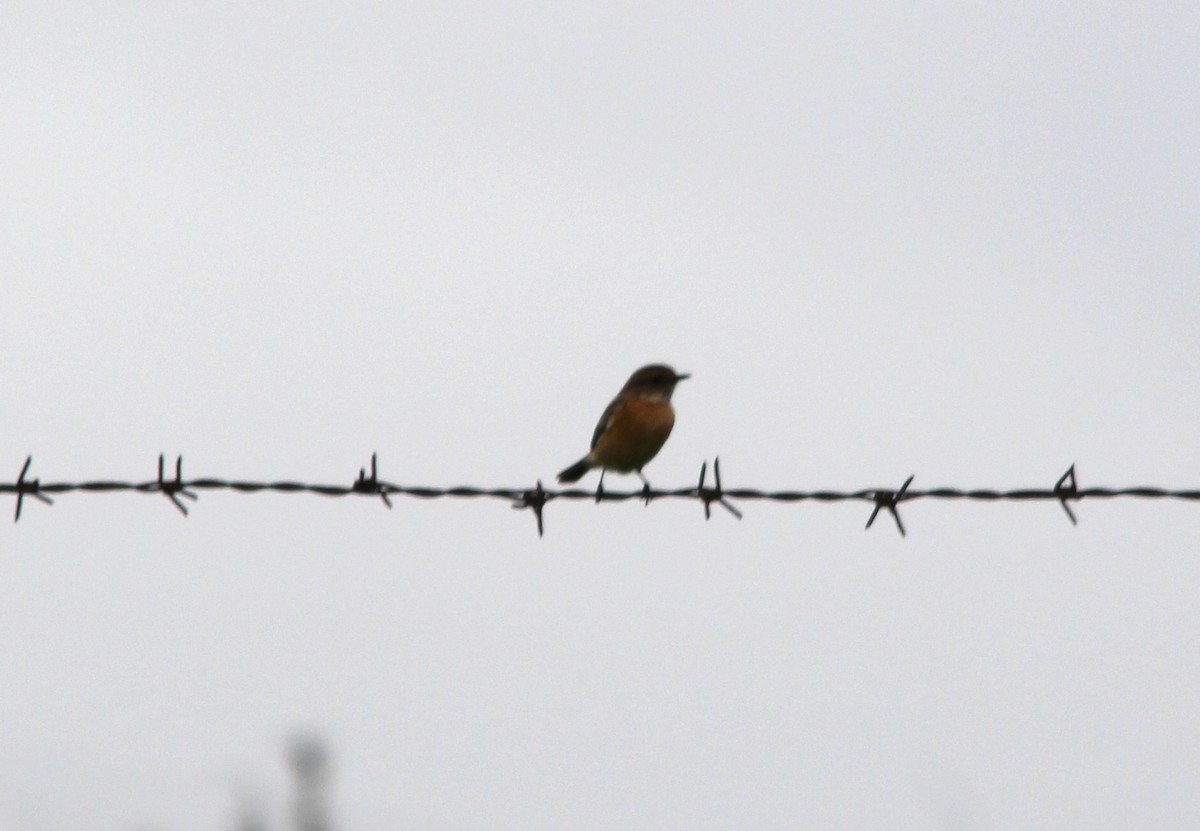 ヨーロッパノビタキ - ML643993454