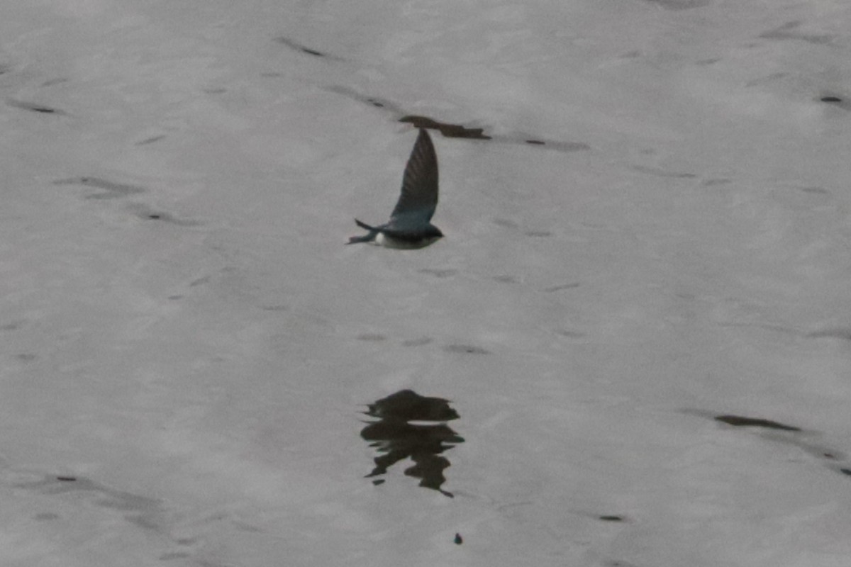 Tree Swallow - ML643993461