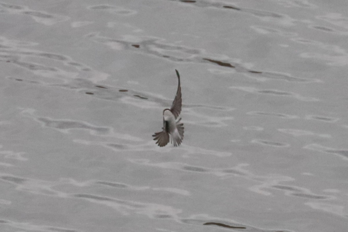 Tree Swallow - ML643993462