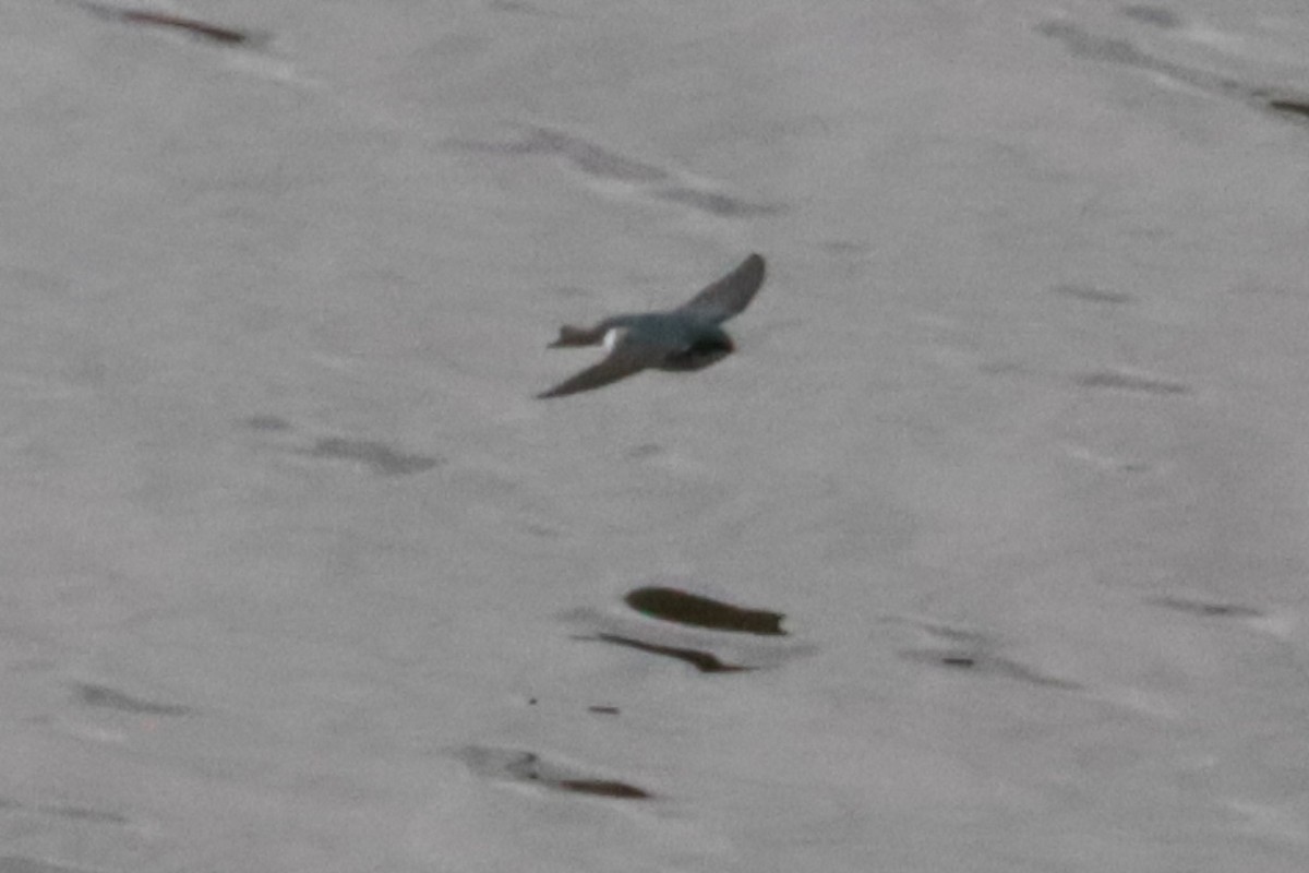 Tree Swallow - ML643993463