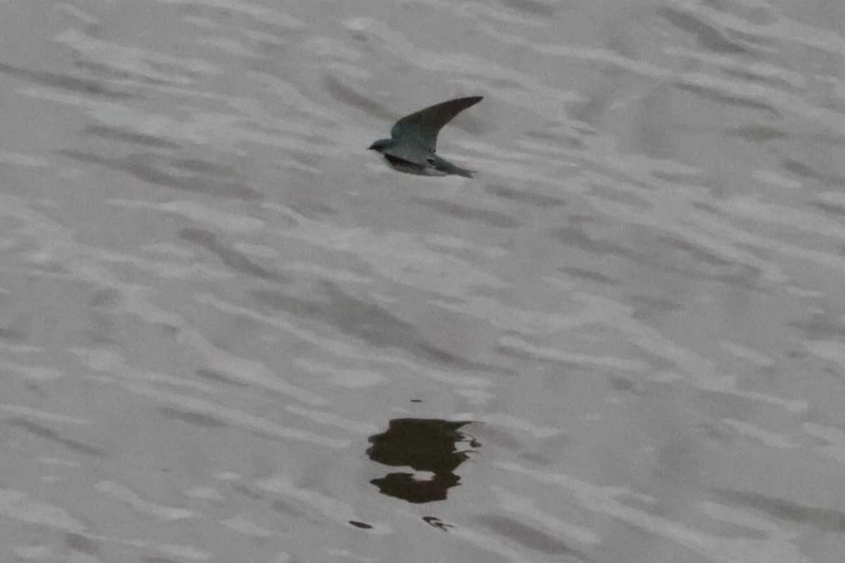 Tree Swallow - ML643993464