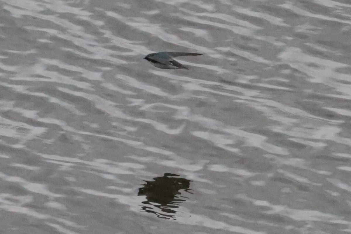 Tree Swallow - ML643993465
