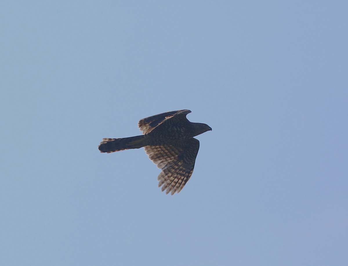 Henst's Goshawk - ML643993473