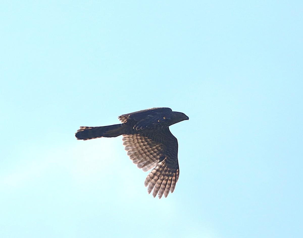 Henst's Goshawk - ML643993474