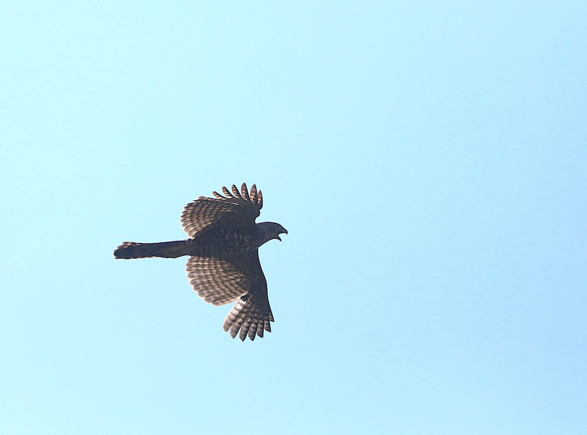 Henst's Goshawk - ML643993475