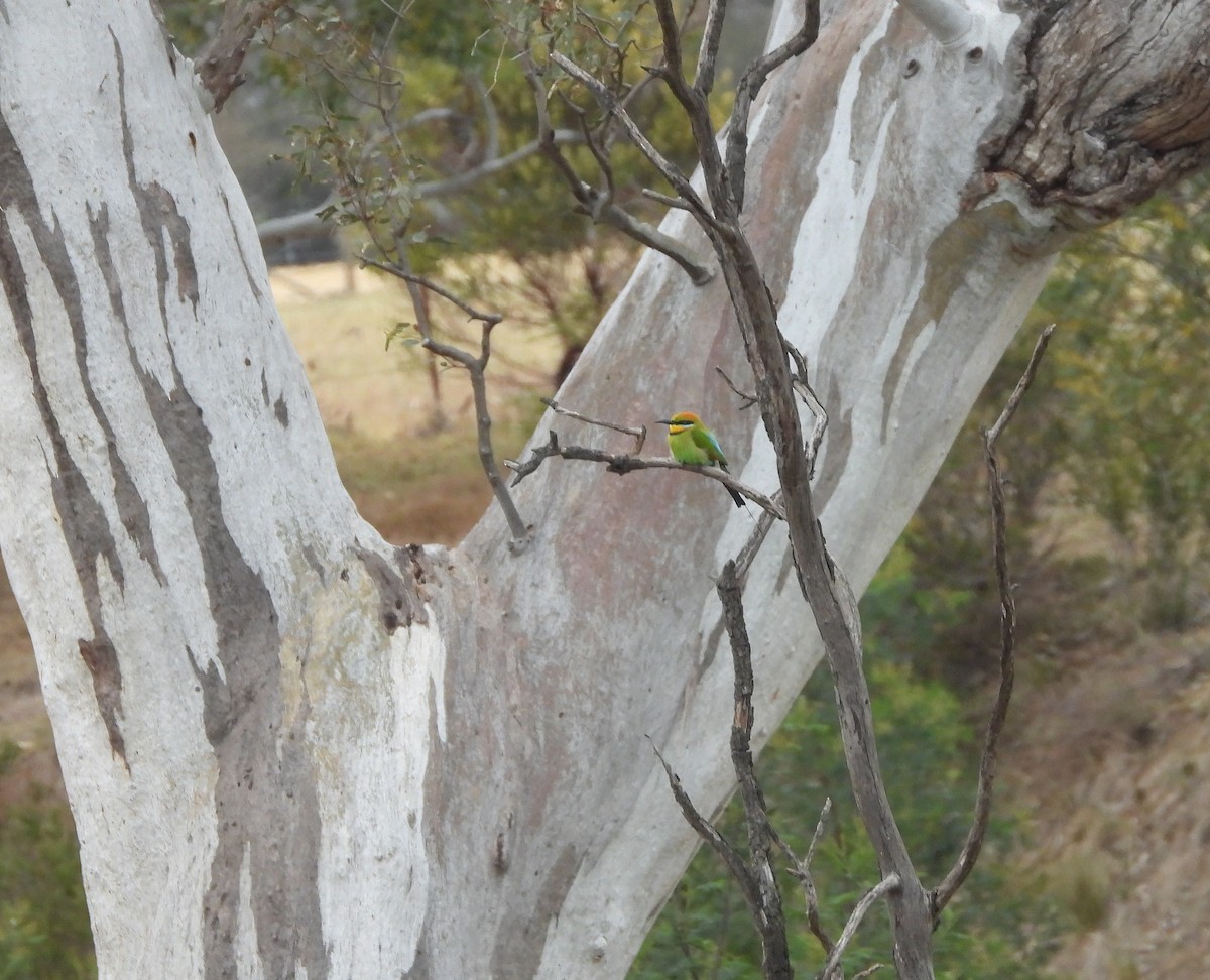 Rainbow Bee-eater - ML643993478