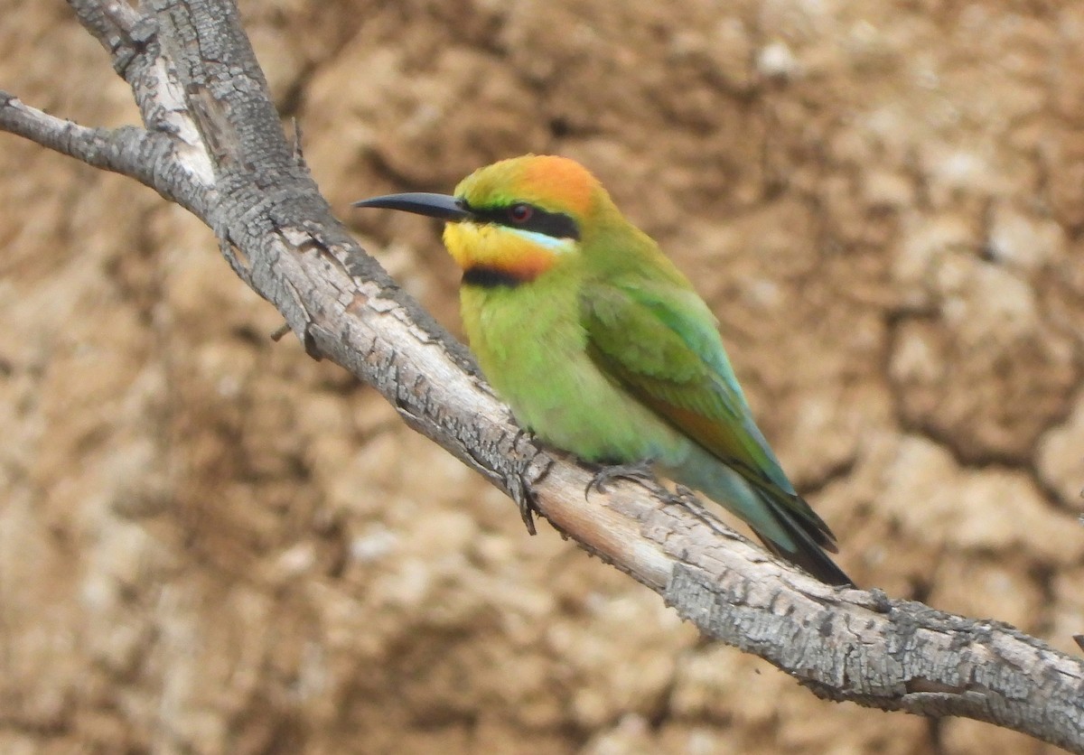 Rainbow Bee-eater - ML643993483