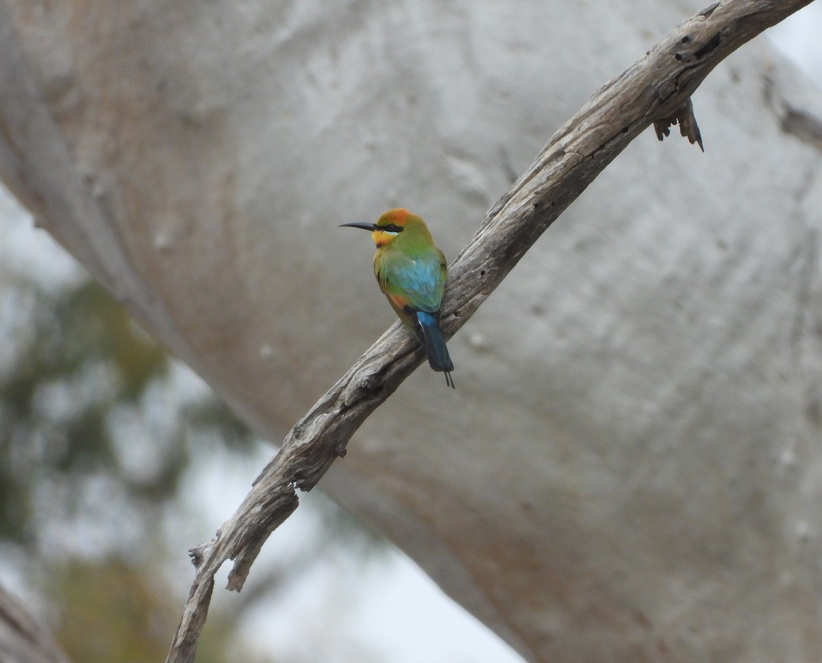 Rainbow Bee-eater - ML643993484