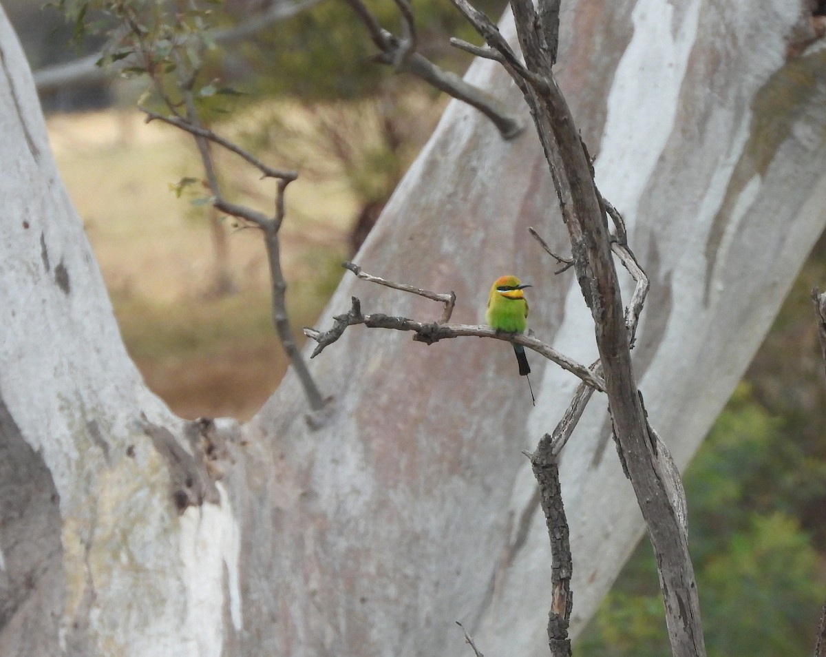Rainbow Bee-eater - ML643993485